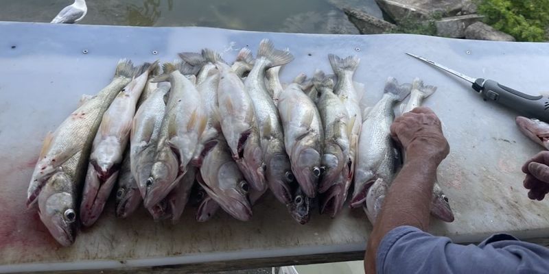Lake Erie Fishing Charter | 7 Hour Yellow Perch  Fishing Trip
