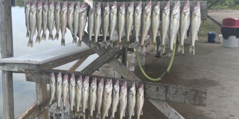 Lake Erie Fishing Trips |  Walley Or Perch AM And PM Trips